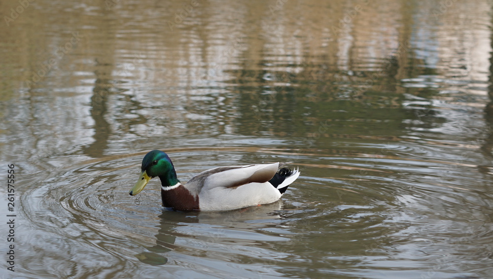 Obraz premium Schwan