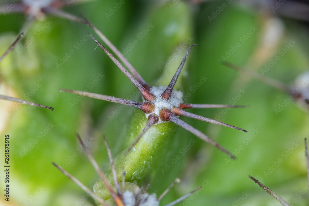 Close Up of Cactus Succulent Plant Macro Abstract Close Up of Cactus Succulent Plant Macro Abstract