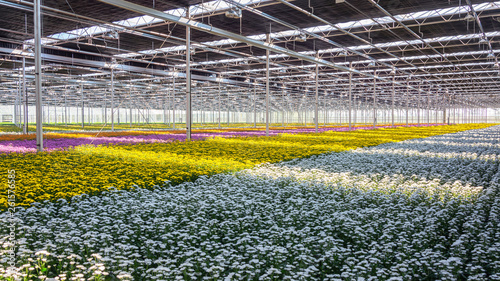 Flowering chrysanthemums and santinis  in a huge greenhouse