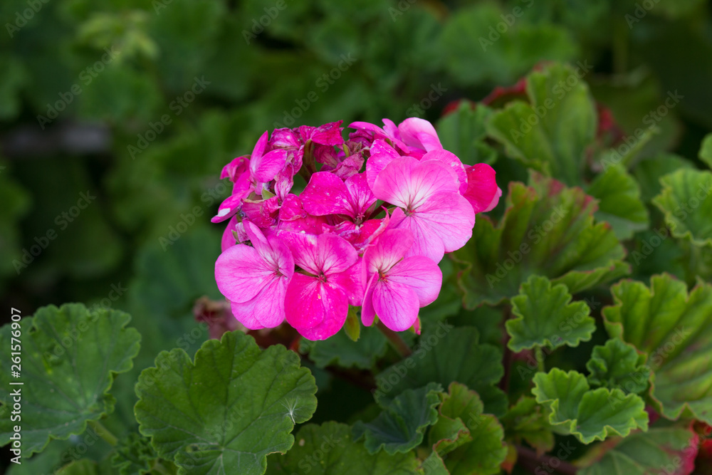 Bush and flowers of pink Geranium growing in the garden Bush and flowers of pink Geranium growing in the garden