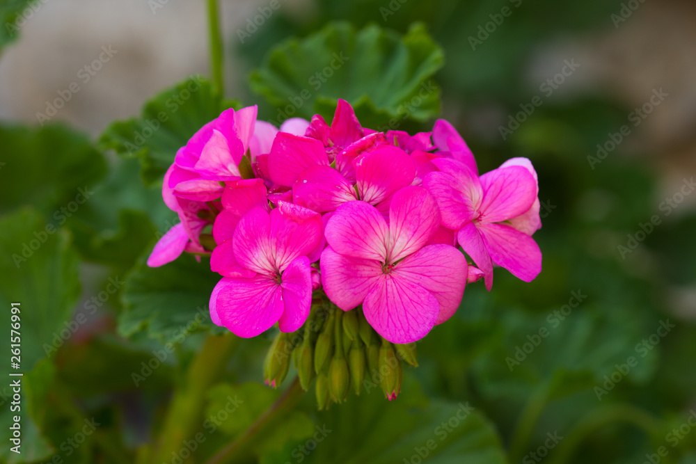Bush and flowers of pink Geranium growing in the garden 