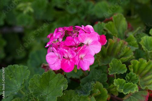 Bush and flowers of pink Geranium growing in the garden 