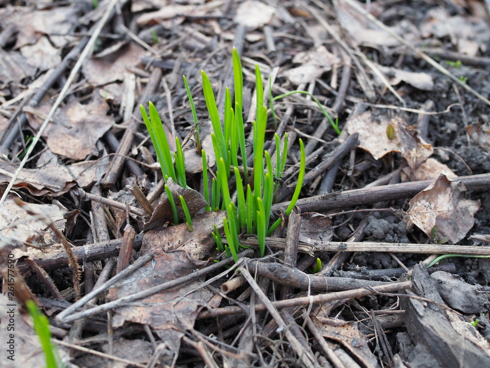 first bright green shoots appear in the spring on the gray ground first bright green shoots appear in the spring on the gray ground