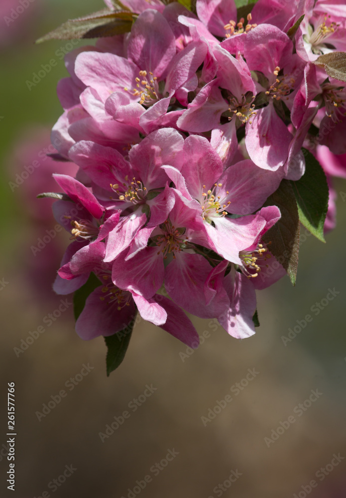 Obraz premium Wunderschöne Frühlingsblüten rosa rosé pink im close up