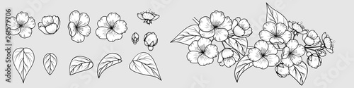 Vector image of a hand-drawn cherry blossom  sakura  branch. Set of elements to create a branch. EPS 10.