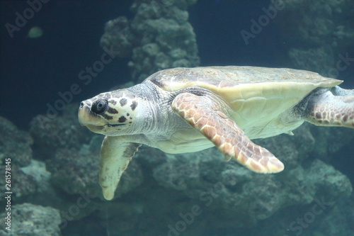  Loggerhead sea turtle (Caretta caretta)