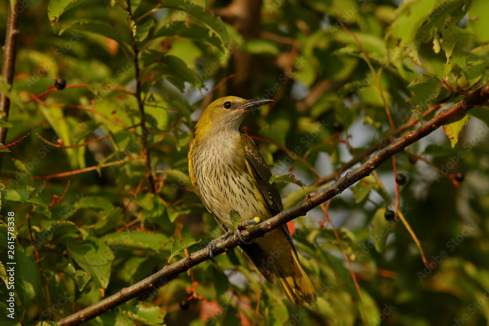 Naklejka premium robin on a branch