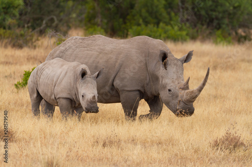Canvas Print White rhinoceros mother and calf (Ceratotherium Simum) with large horns and oxpecker bird  in ear