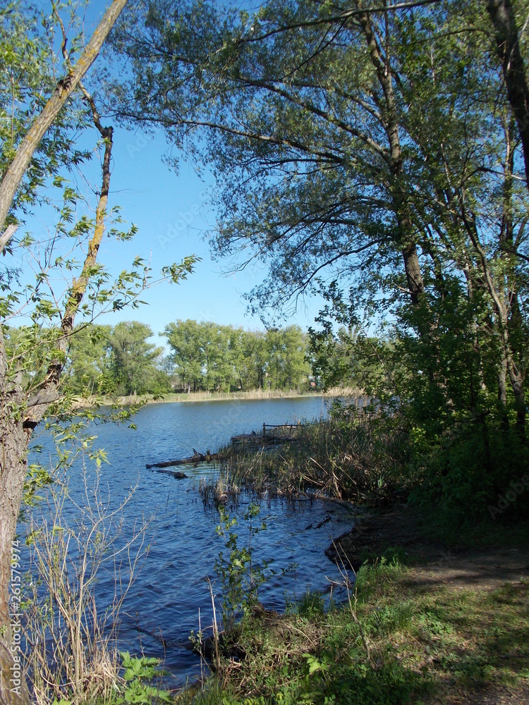 Fototapeta premium lake in the forest