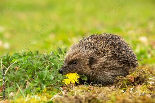Hedgehog, wild, native, European hedgehog in natural woodland habitat with yellow dandelion.