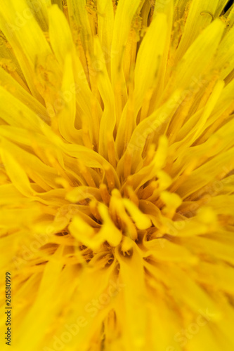 Yellow Dandelion Flower on Black Background Close Up