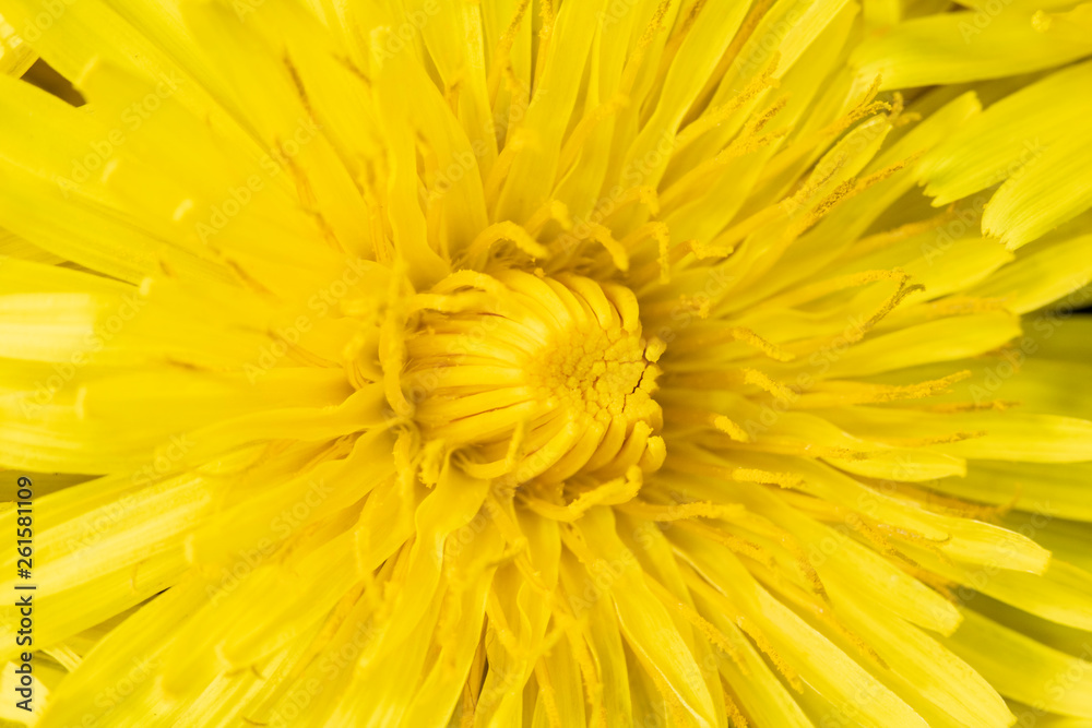 Yellow Dandelion Flower on Black Background Close Up Yellow Dandelion Flower on Black Background Close Up