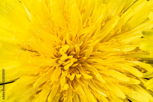 Yellow Dandelion Flower on Black Background Close Up