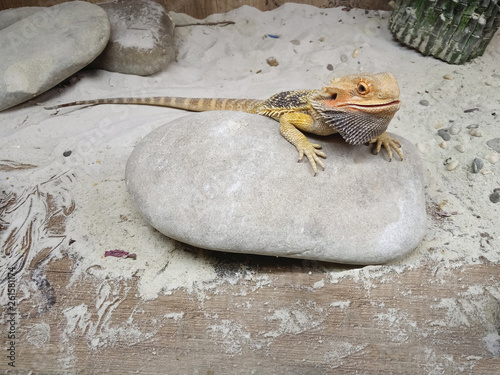 Lizard on grey stone. photo