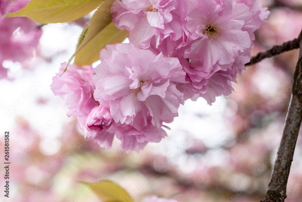 closeup fruit tree pink flowers spring blossom closeup fruit tree pink flowers spring blossom