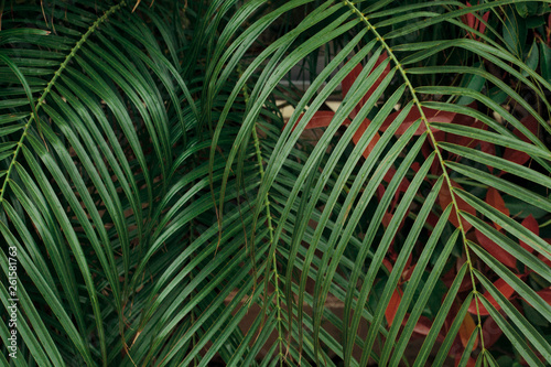 view palm leaves in a natural environment © Карина Желнина