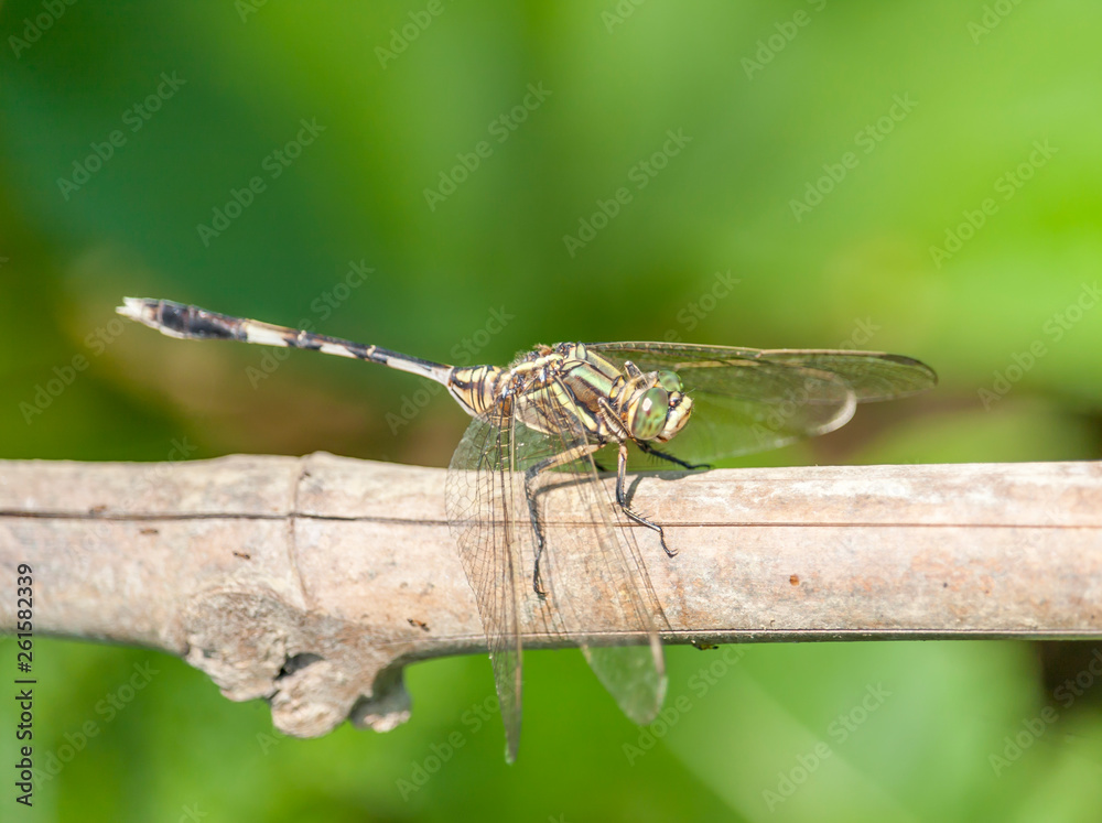 A Dragonfly A Dragonfly