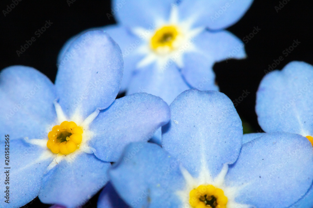 Close Up of Small Wildflowers on Black Background Close Up of Small Wildflowers on Black Background