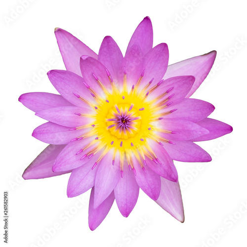 Pink water lily top view on white background