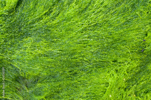 Wet green algae in Black Sea, Bulgaria