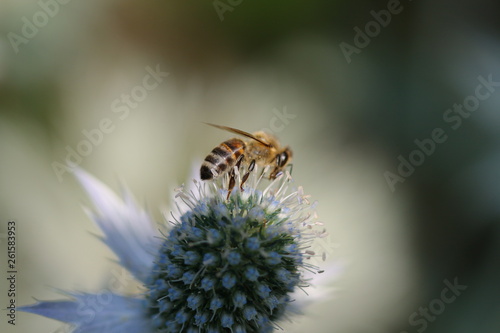 Bee on Miss Willmott photo