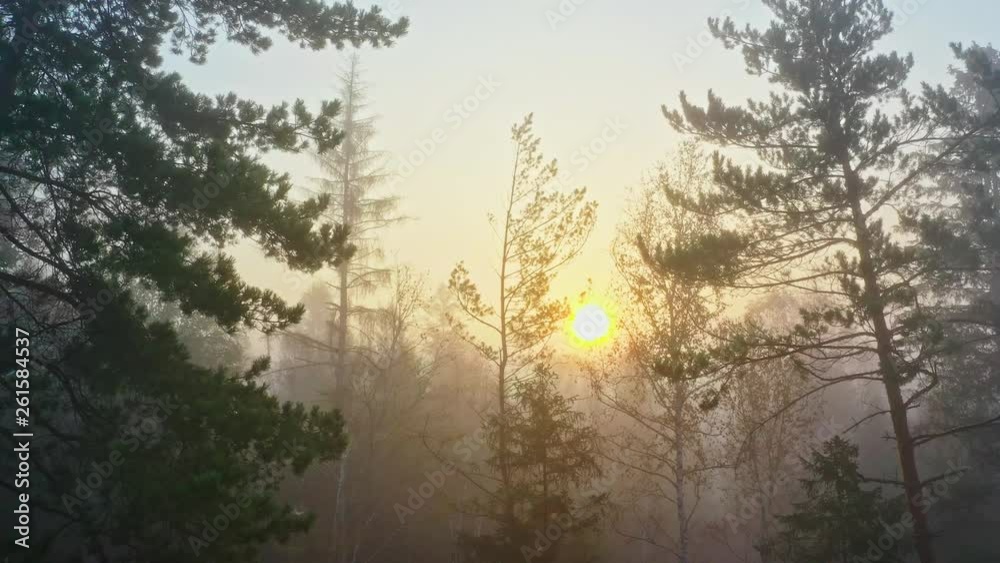 Sonnenaufgang im nebeligen Herbstwald