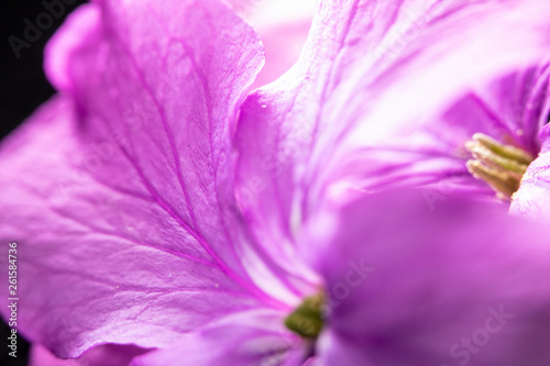 Fototapeta Naklejka Na Ścianę i Meble -  Close Up of Purple Wildflower on Black Background