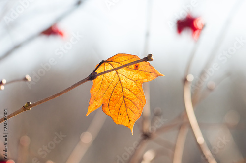 Yellow lone leaf on a tree branch in sunny weather_