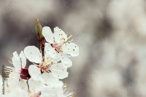 apricot flower spring nature close up macro 