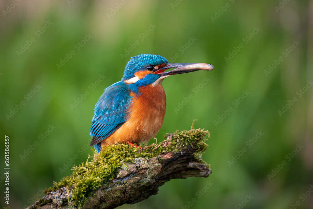 Fototapeta premium Eisvogel mit Fisch im Schnabel vor grünem Hintergrund