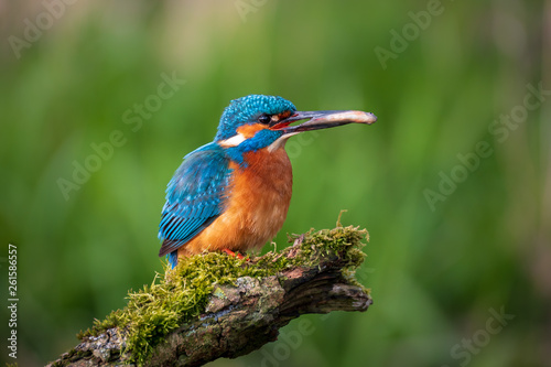 Eisvogel mit Fisch im Schnabel vor grünem Hintergrund