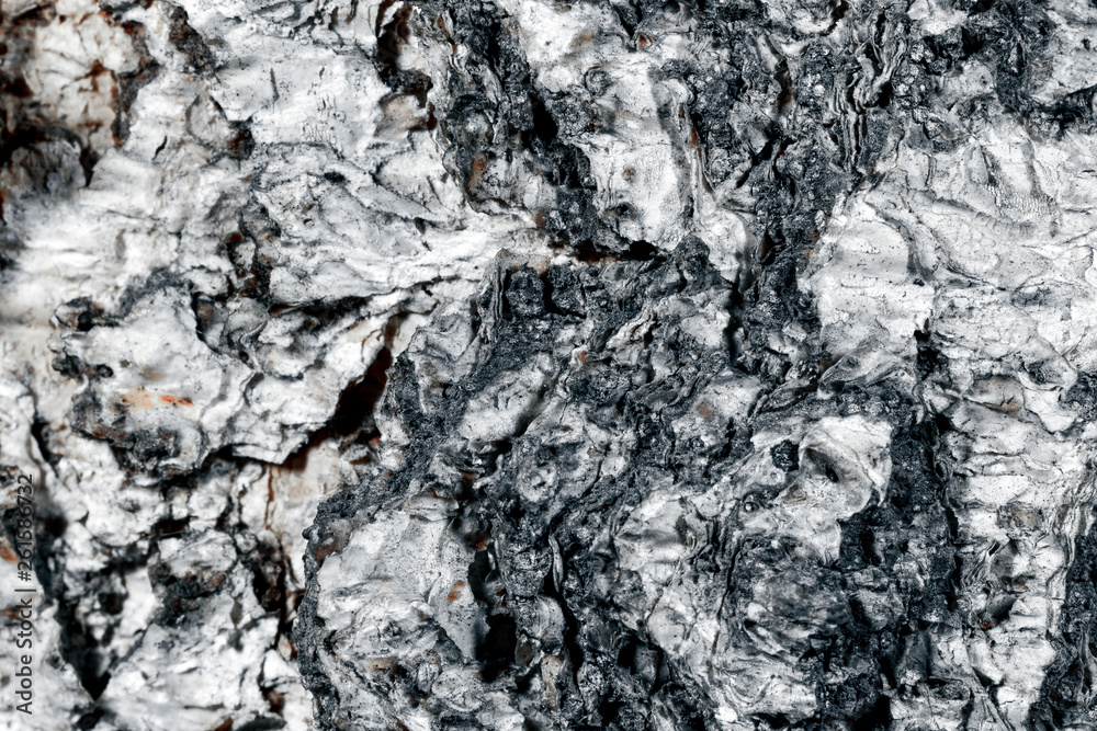 Fototapeta premium Birch bark surface.