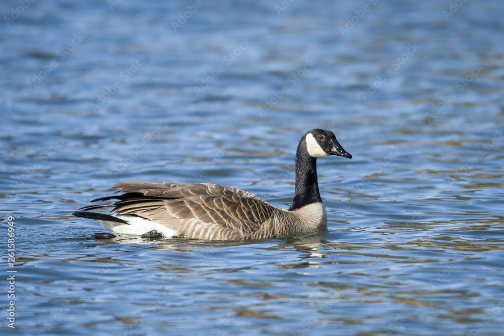 A candian goose swims in the waters of Fernan Lake in north Idaho. A candian goose swims in the waters of Fernan Lake in north Idaho.