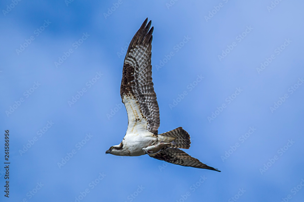 Obraz premium Osprey flying with fish in claws.