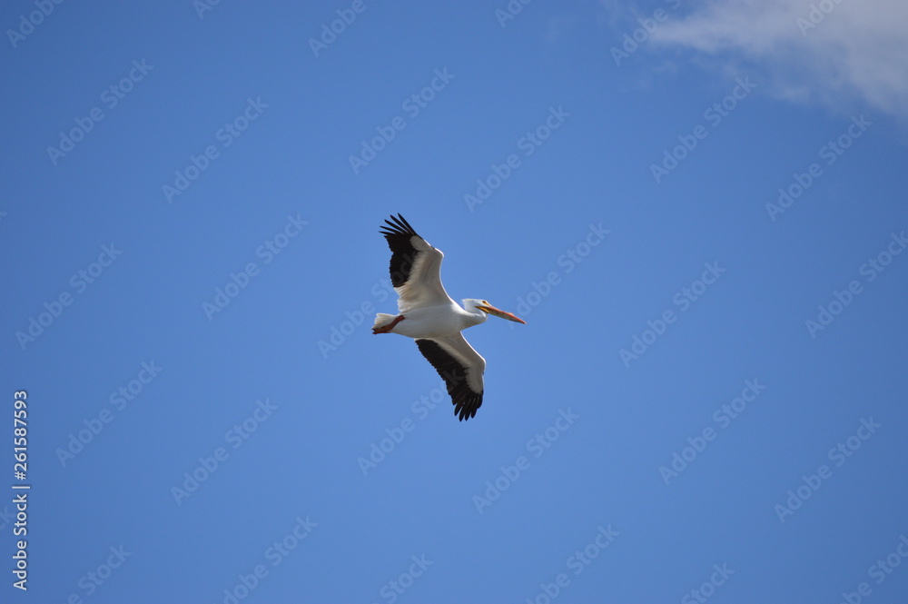 Fototapeta premium Pelicans on the river
