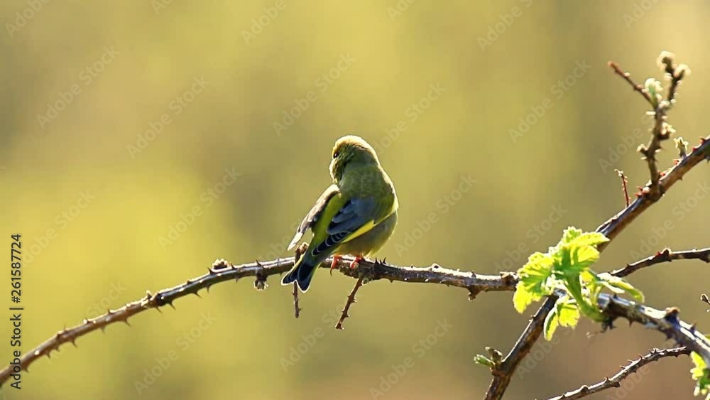 Greenfinch Chloris chloris bird singing