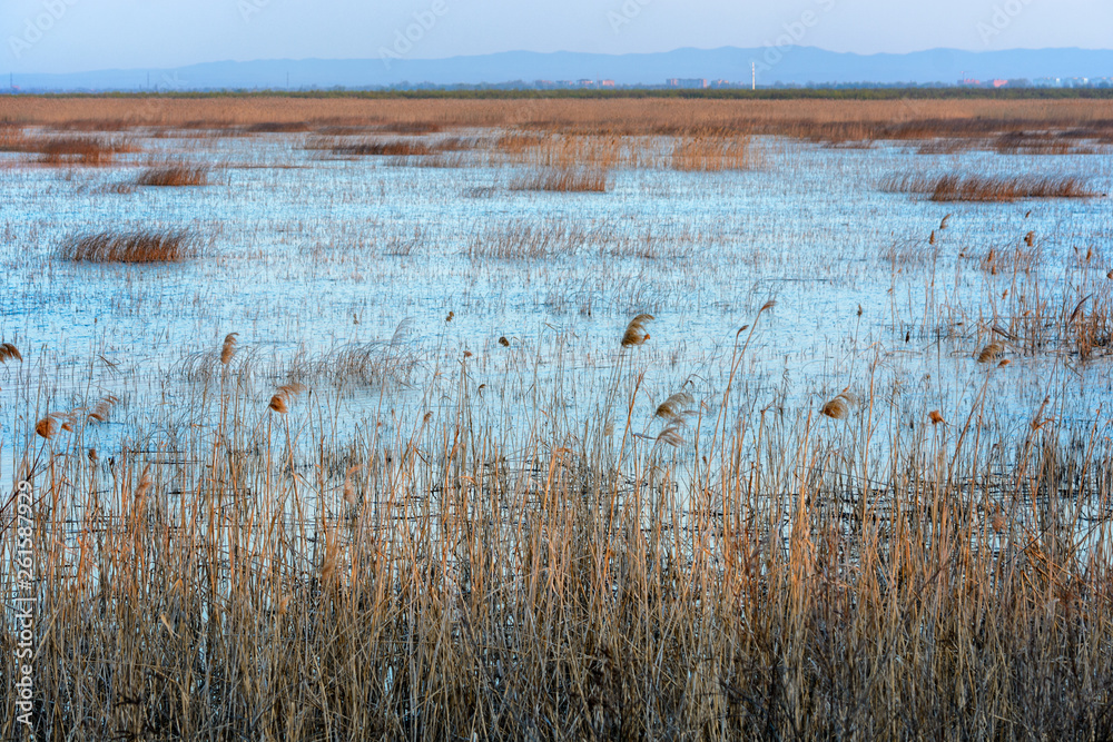 melting, shallow overgrown with reeds and bushes old  lake or pond and islets, flooded in the spring