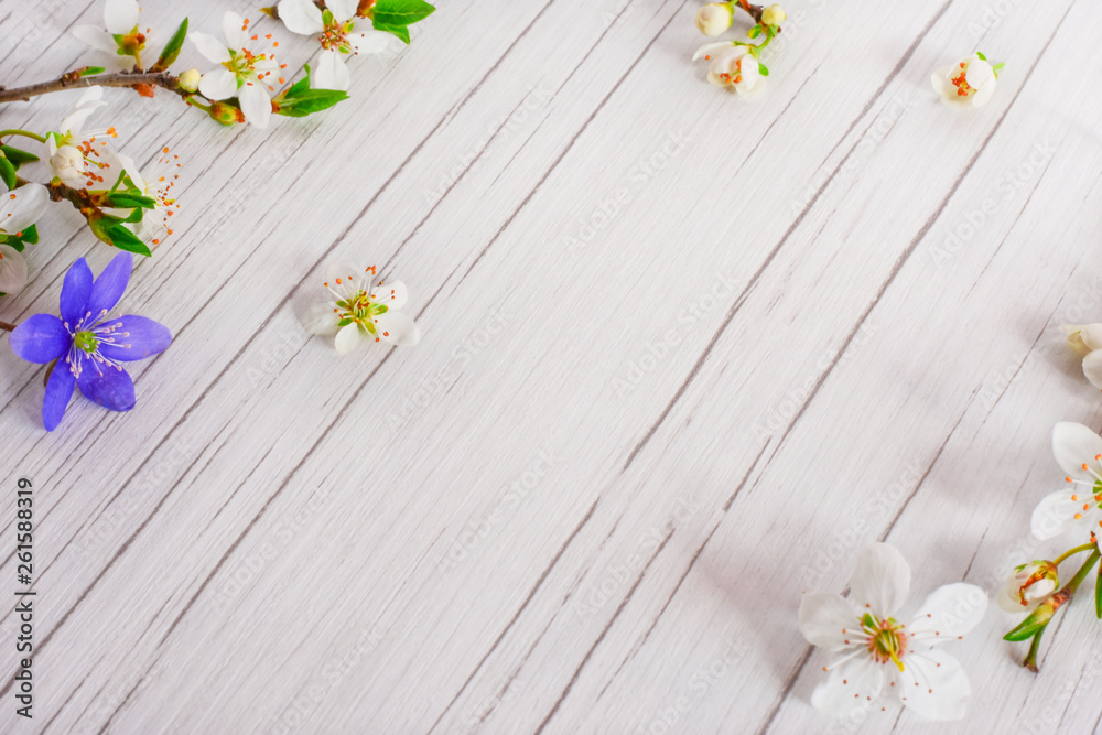 Obraz premium Spring time, Easter, flowers background. Beautiful flowers of wild plum and one blue flower of Liverleaf on the white, wooden table. Spring concept with space for text,...