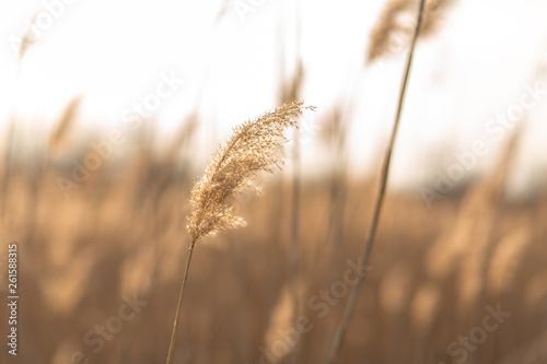 soft focus of reeds stalks blowing in the wind at golden sunset light. Sun rays shining through dry reed grasses in sunny weather