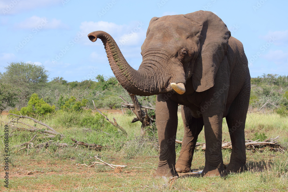 Obraz premium Afrikanischer Elefant / African elephant / Loxodonta africana