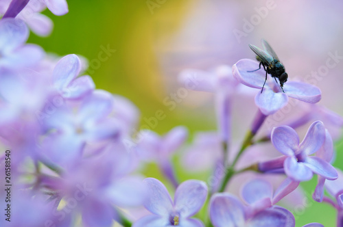 Fly on a common lilac (Syringa vulgaris) flower. Focus on fly head. Shallow depth of field. 