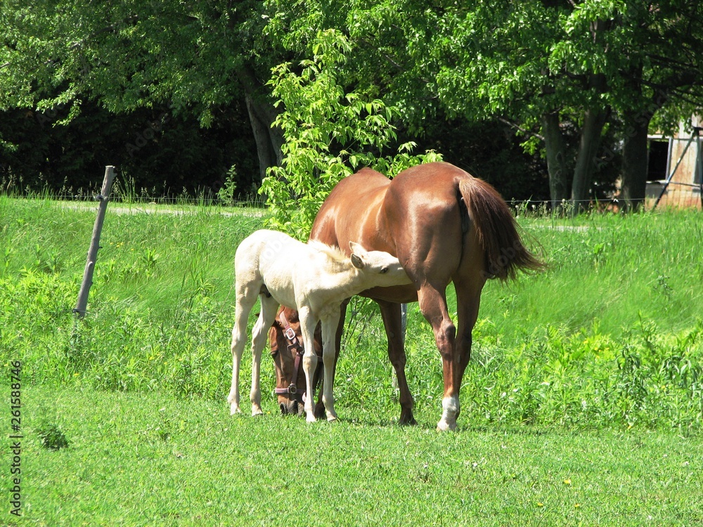 Obraz premium poulain, allaitement, chevaux , jument