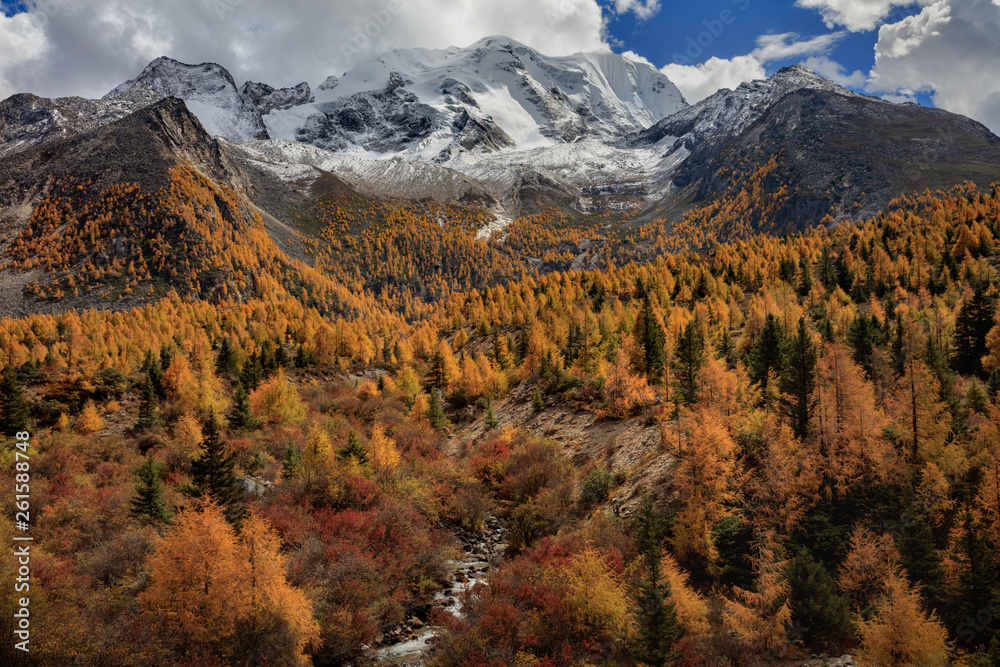 Yala Snow Mountain towering in the distance. Tibetan area of Sichuan Province China, Valley covered in golden trees, autumn fall colors. dirt road and stream toward bottom of valley. Ganzi region