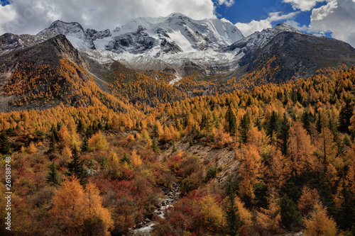 Yala Snow Mountain towering in the distance. Tibetan area of Sichuan Province China, Valley covered in golden trees, autumn fall colors. dirt road and stream toward bottom of valley. Ganzi region © Cedar