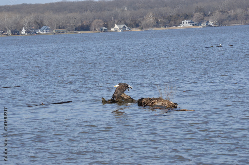 Fototapeta premium Eagle on a log on the river
