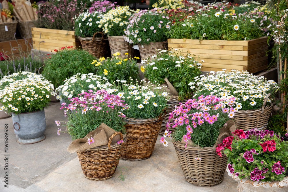 Springtime variety of potted daisies in the flowers bar.