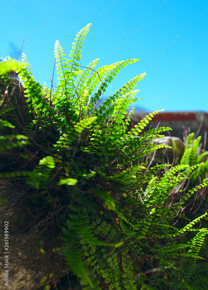 american maidenhair fern growing from a mural