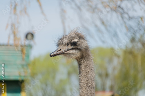 ostrich