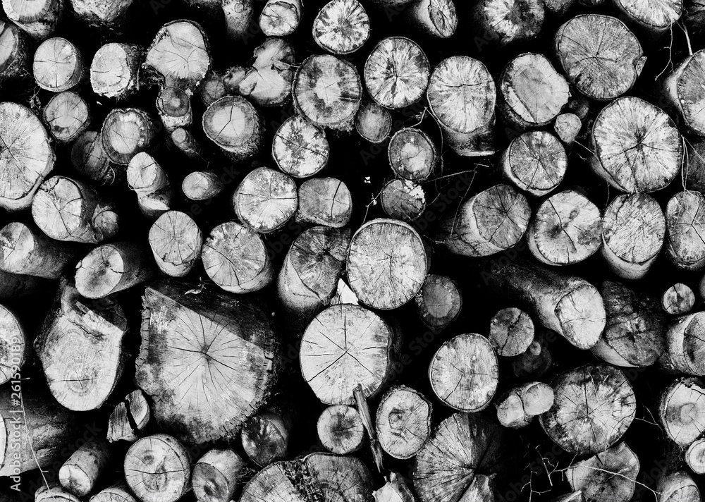 Wood Wood