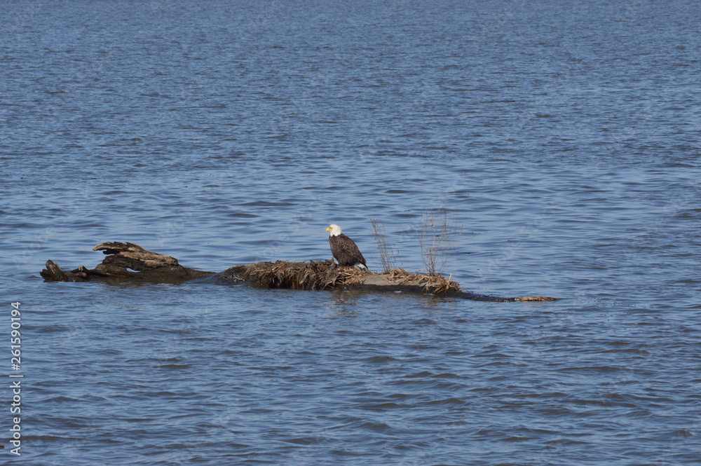 Fototapeta premium Eagle on the river